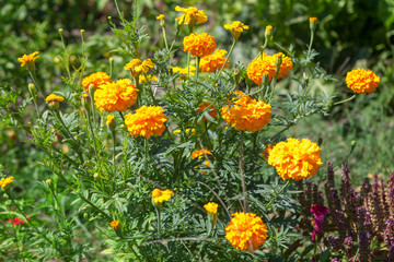 marigold flowers growing in the garden 