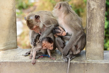Monkey Asia  in Thailand