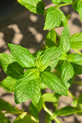 Mint leaves