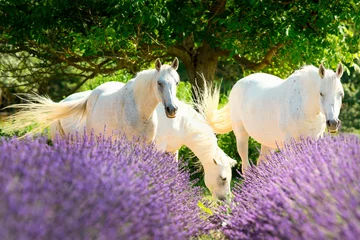 Foto auf Glas Cheval Blanc im Lavendel der Provence © Shoot Riviera