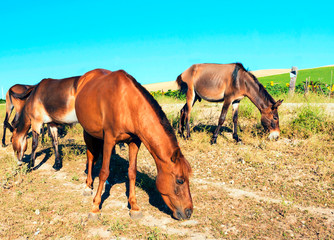 Obraz premium Horses eating near a field of sunflowers with vanes at the back under the blue sky Several horses eating with a field of sunflowers under the blue sky in the south of Spain