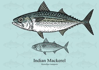 Indian Mackerel. Vector illustration with refined details and optimized stroke that allows the image to be used in small sizes (in packaging design, decoration, educational graphics, etc.)