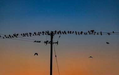 silhouettes of birds perched on power lines durning dusk, Vibrant sunset dusk sky background