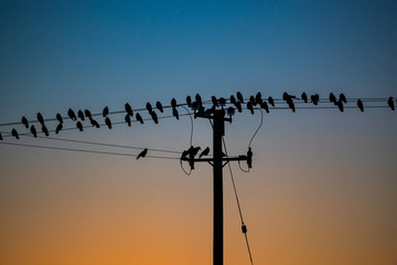 silhouettes of birds perched on power lines durning dusk, Vibrant sunset dusk sky background