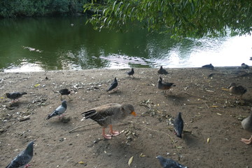 Waterfowl