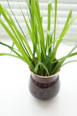 Fresh green grass with thin leaves in a vase on the windowsill.