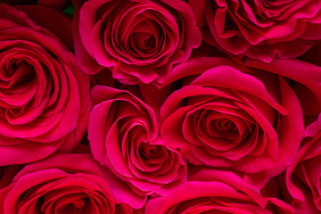 Beautiful fresh bright roses on a light background. Copy space.