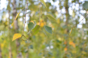 birch leaves on a background of yellow and green bokeh close up