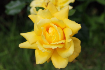  薔薇　ばら　秋月