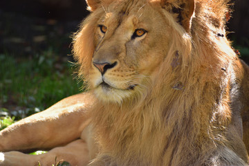 ライオン