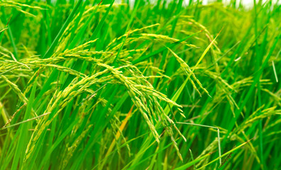 Green rice paddy field. Rice plantation. Organic jasmine rice farm in asia. Rice growing agriculture. Beautiful nature of farmland. Asian food. Paddy field wait for harvest. Plant cultivativation.