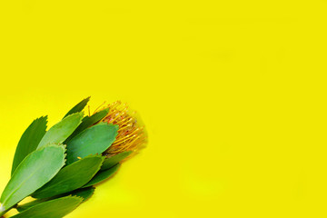 Bouquet of three Leucospermum flowers (Leucospermum cordifolium) with green leaves on a yellow background. Selective focus. Copy space.