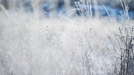 Frozen meadow sparkling in sunrise light, dry grasses covered with frost at winter morning, banner background