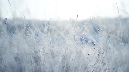Frozen meadow sparkling in sunrise light, dry grasses covered with frost at winter morning, banner background