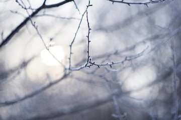 Branches covered with frost with sunrise in the background, winter morning macro photography