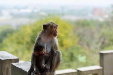 Naklejka premium Monkey Asia Thailand