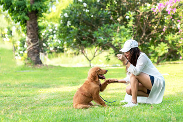 Asian lifestyle woman playing with young golden retriever friendship dog in outdoor the summer park.