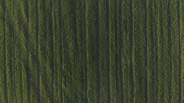 Bird's Eye View Agricultural Spring Barley Crop In Field Abstract Liner Pattern 4K Cine D