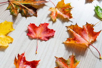 beautiful autumn background colorful maple leaves on wooden surface