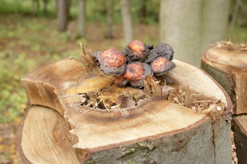 Pilze auf einem abgesägten Baumstamm