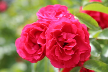 薔薇　ばら　エルベショーン