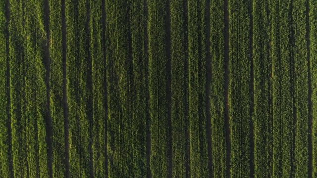 Bird's Eye View Agricultural Spring Barley Crop In Field Abstract Liner Pattern 4K