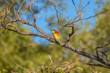European bee-eater ( Merops apiaster ) sitting on a branch, Welgevonden Game Reserve, South Africa.