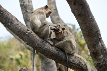 Fototapeta premium Monkey Asia Thailand