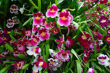 A pink and white miltoniopsis orchid flower in bloom