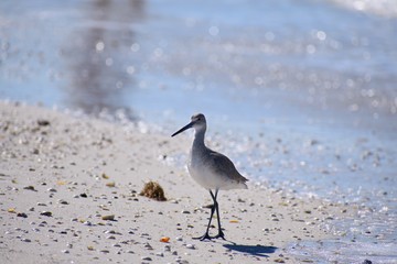 Horizontal Close up of a Sandpiper walking  on the beach