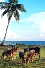 cabras en una isla del caribe