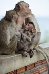 Monkey Asia Thailand