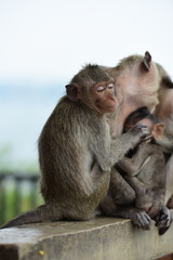 Naklejka premium Monkey Asia Thailand