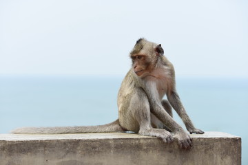 Naklejka premium Monkey Asia Thailand