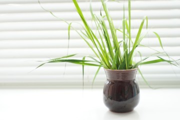Fresh green plant with thin leaves in a vase on the windowsill.