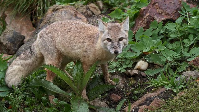 Corsac fox burying food in cache