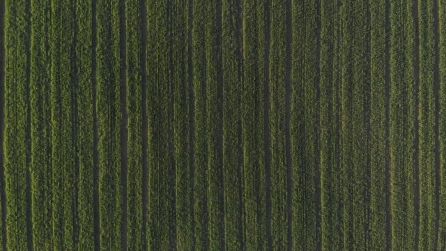 Bird's Eye View Agricultural Spring Barley Crop In Field Aerial Zooming In 4K Cine D