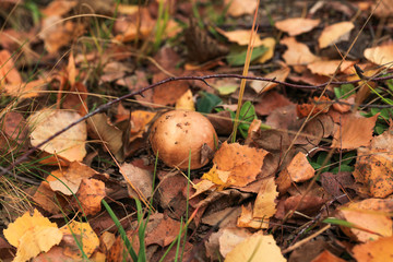 Mushroom Leccinum versipelle, also known as Boletus testaceoscaber or the orange birch bolete - edible and very tasty.