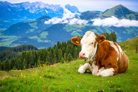 White brown spotted cow lying on a mountain in the Tyrolean Alps on a fresh green meadow