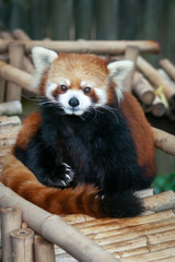 Red panda sitting on bamboo bridge at the zoo