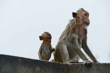Monkey Asia Thailand