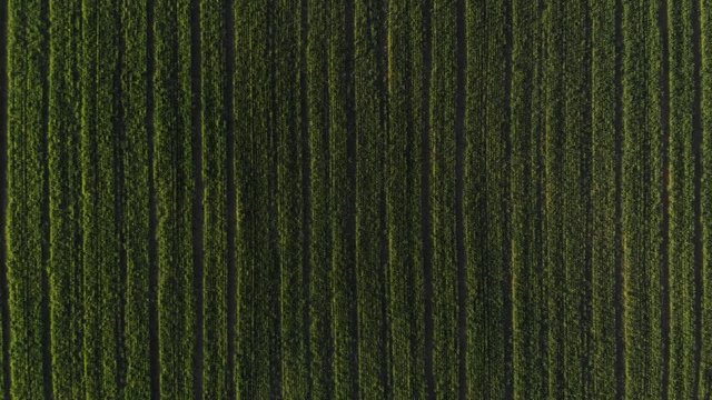 Bird's Eye View Agricultural Spring Barley Crop In Field Aerial Zooming In 4K