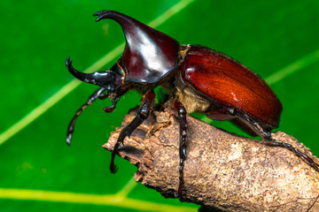 Macro shot of Xylotrupes gideon or Siamese rhinoceros beetle, close-up beautiful nature bug.