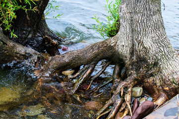 Tree in lake shoreline 