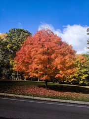 Naklejka premium Orange Maple in Park