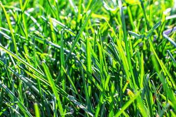 Colorful background of green grass in the sun. Nature photography. Earth protection concept.