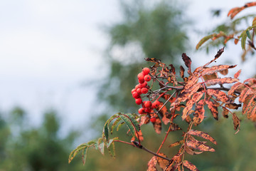 Sprig of red rowan berries with green leaves