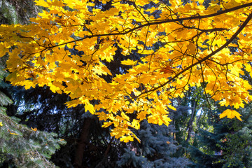 Beautiful background of autumn leaves. Nature photography. Autumn concept.