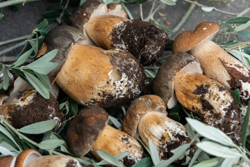 Boletus edible (Porcini) mushrooms picked in the woods