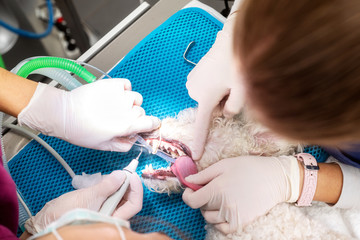 Woman veterinarian dentist doing procedure of professional teeth cleaning dog in a veterinary...